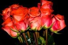 玫瑰花束鲜花精美图片