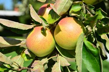 苹果树成熟苹果图片下载