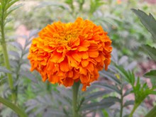 橙色万寿菊鲜花精美图片