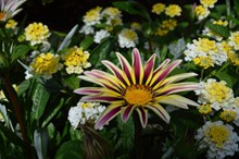 杂色菊花朵图片下载