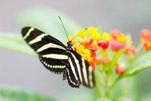 斑马蝴蝶摄影精美图片