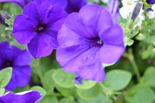 紫色鲜花开花高清图片