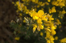黄色小花朵摄影图片素材