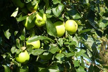 苹果树绿苹果图片下载