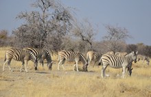 非洲斑马群精美图片