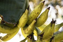 果林成熟香蕉图片素材