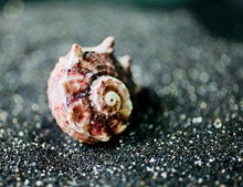 漂亮海螺壳图片素材
