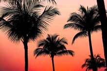 日落黄昏棕榈树精美图片