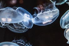海中透明水母精美图片