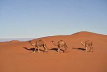 沙漠骆驼写真高清图