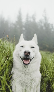 白色雪橇犬哈士奇精美图片