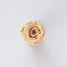 一朵黄色玫瑰花精美图片