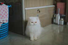 白色长毛波斯猫图片素材