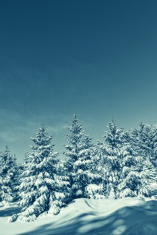 蓝天树林雪景 蓝天树林雪景大全精美图片