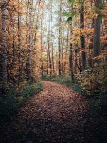 秋天两排树林高清图片