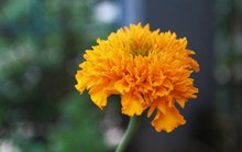 橙色万寿菊花摄影图片素材