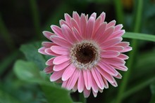 粉色非洲菊花朵高清图片
