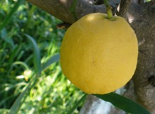 枝头黄柠檬图片素材