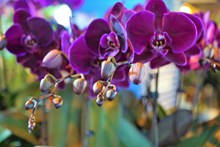 紫色蝴蝶兰摄影图片素材