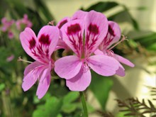 粉红色天竺葵花朵图片下载