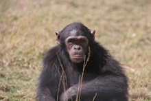 大型黑猩猩精美图片