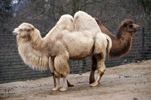 动物园骆驼观赏高清图