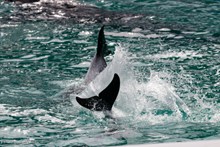 大海海豚戏水图片素材