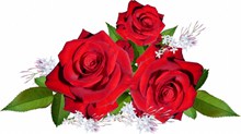 漂亮大红玫瑰花朵图片下载