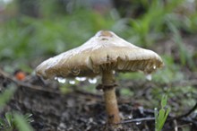雨后白蘑菇高清图片