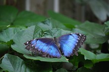 绿叶上蓝蝴蝶精美图片
