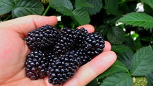 新鲜成熟黑莓高清图