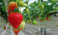 草莓园草莓水果精美图片