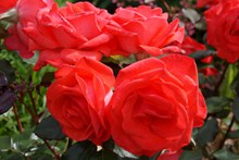 红玫瑰花朵观赏高清图