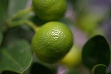 绿色柠檬果摄影高清图片