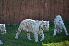 动物园白虎观赏图片素材