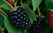 黑莓野浆果精美图片