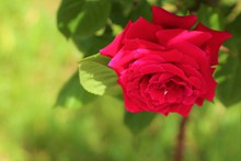 艳丽红玫瑰花朵图片素材