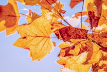 秋天黄树叶摄影图片下载