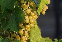 绿葡萄成熟高清图片