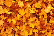 秋天黄色落叶背景图片