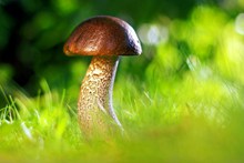 野蘑菇摄影唯美图片素材