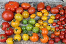 营养番茄高清图