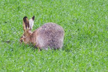 灰色野兔吃草高清图