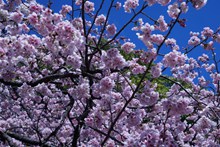 樱桃树樱花观赏图片下载