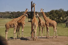 动物园长颈鹿进食图片下载