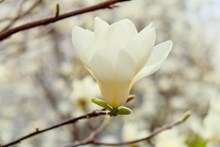 白色玉兰花朵图片下载
