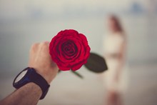 情人节一朵红色玫瑰花图片下载