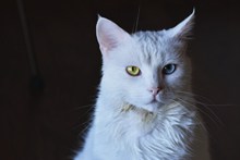 布偶猫异瞳图片素材