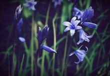 紫色花朵花卉高清图片
