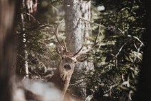 森林里的鹿精美图片